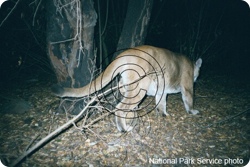 Mountain lion