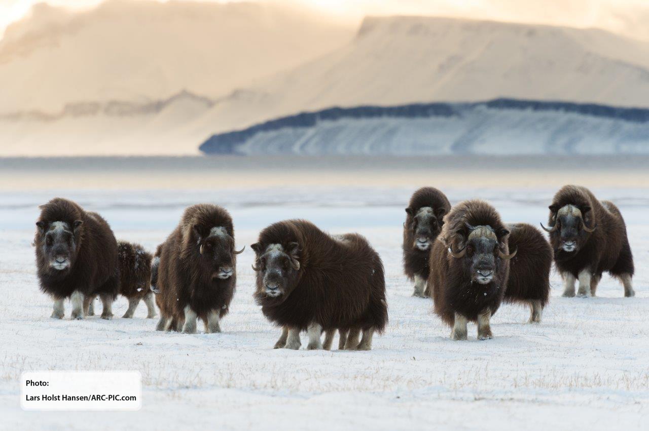 Muskox herd at Zackenberg