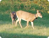 White-tailed deer