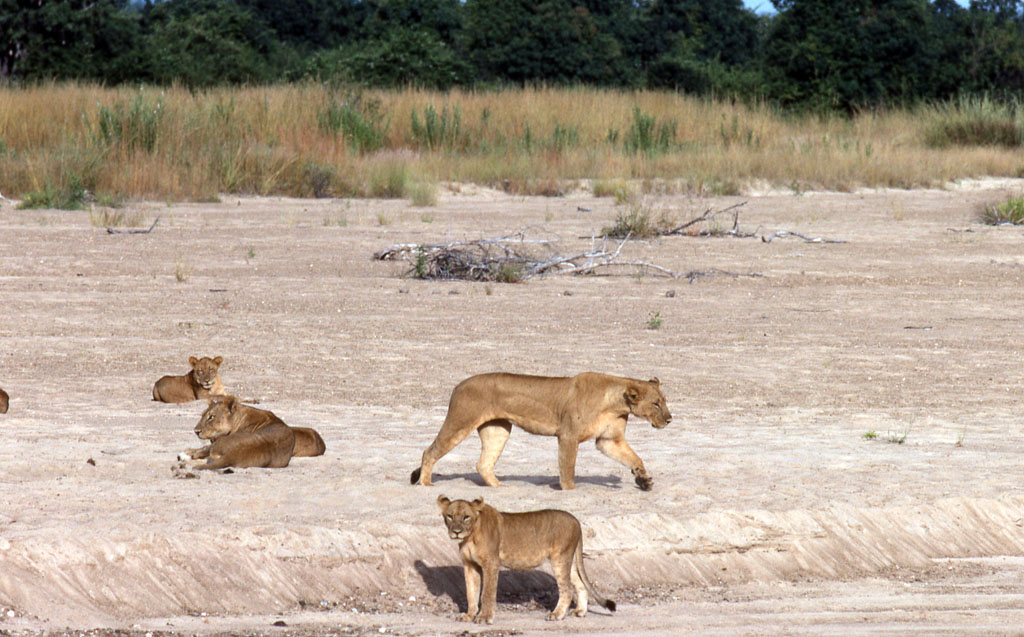 African Lions